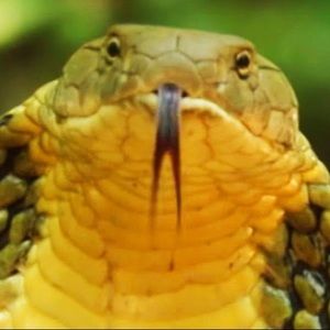 Meet your Posher, Joe